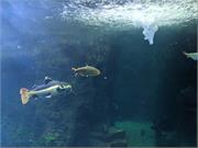 Aquarium2021-072
