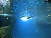 Aquarium2021-077