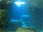 Aquarium2021-078