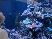 Aquarium2021-090