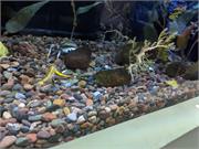 Aquarium2021-092
