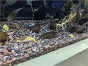 Aquarium2021-094