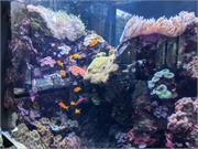 Aquarium2021-098