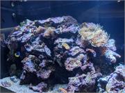 Aquarium2021-103
