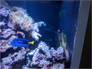 Aquarium2021-104