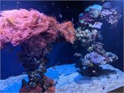 Aquarium2021-109