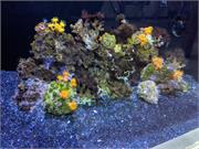 Aquarium2021-110