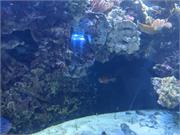 Aquarium2021-115