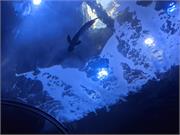 Aquarium2021-121