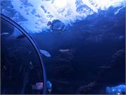 Aquarium2021-122