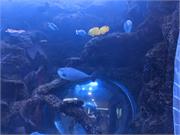 Aquarium2021-123