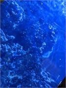 Aquarium2021-149