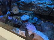 Aquarium2021-171
